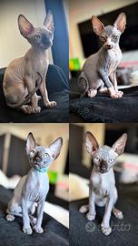 Cucciolo dí sphynx gatto senza pelo