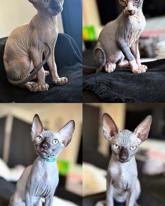 Cucciolo dí sphynx gatto senza pelo