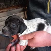 Cucciole bracco/pointer