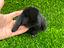 Immagine 4