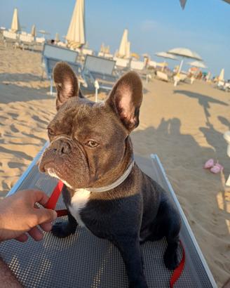 Bulldog francese