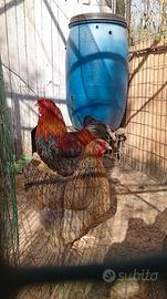 Brahmaa