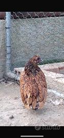 Coppia di galline sebrait colorazione oro