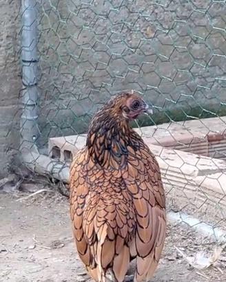Coppia di galline sebrait colorazione oro