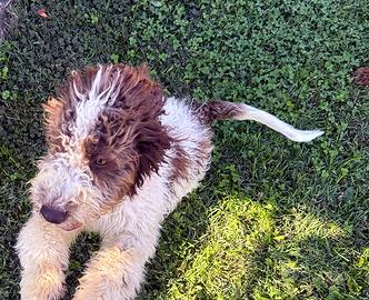 Lagotto Romagnolo maschio, 4 mesi, con  pedigree