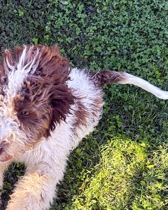 Lagotto Romagnolo maschio, 4 mesi, con  pedigree
