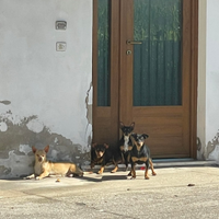 2 cuccioli