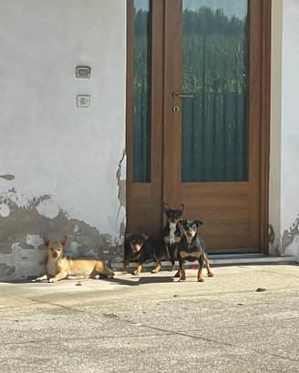 2 cuccioli
