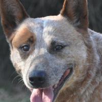 Cuccioli Australian Cattle dog