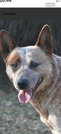 Cuccioli Australian Cattle dog