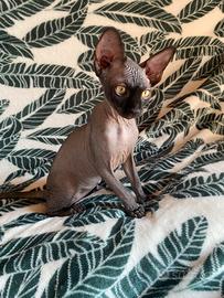 Sphynx canadese