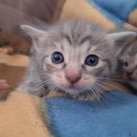 Gattini