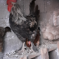 Gallo