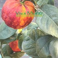 🍊Pianta di Arancio Arcobal - Immagine reale