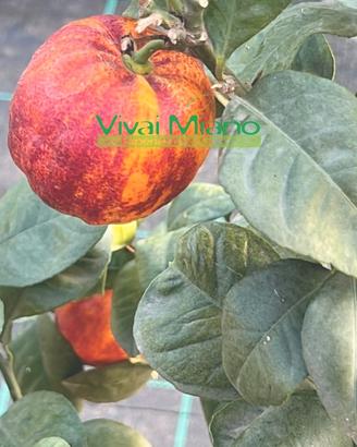 🍊Pianta di Arancio Arcobal - Immagine reale