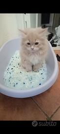 Vendita gatti