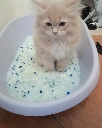 Vendita gatti