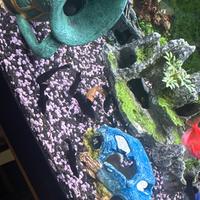 Pesci bleck molly cuccioli