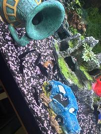 Pesci bleck molly cuccioli