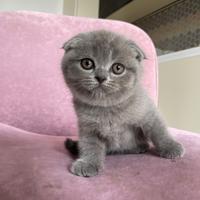 Scottish fold