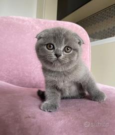 Scottish fold