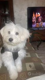 Maltese cucciolo