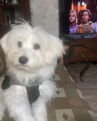 Maltese cucciolo