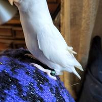 Inseparabile allevato a mano pappagallo