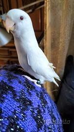 Inseparabile allevato a mano pappagallo