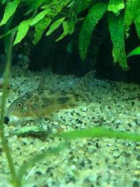 Corydoras paleatus