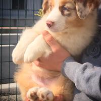 Cuccioli pastore australiano / australian shepherd