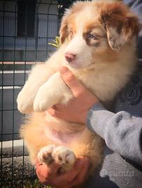 Cuccioli pastore australiano / australian shepherd