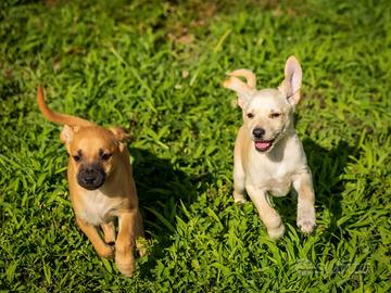 cuccioli maschi due mesi 