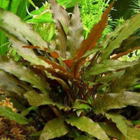 Pesci e Piante per acquario - Cryptocoryne, Vallis