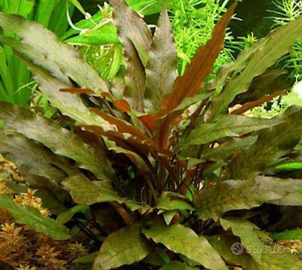 Pesci e Piante per acquario - Cryptocoryne, Vallis