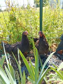 Coppia Marans nero