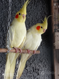 Pappagalli calopsite