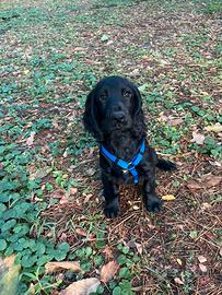 Cocker spaniel inglese Cuccioli