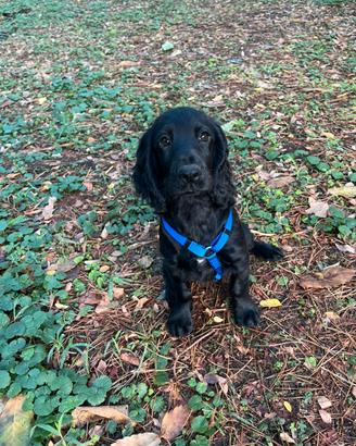 Cocker spaniel inglese Cuccioli