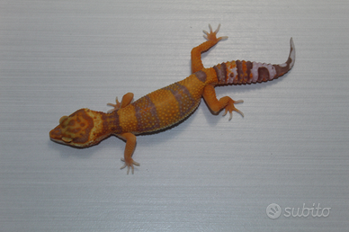 Geco leopardino
