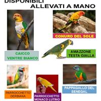 Pappagalli allevati a mano