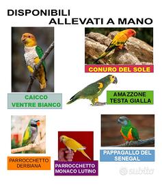 Pappagalli allevati a mano