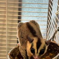 Petauri dello zucchero