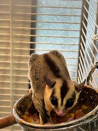 Petauri dello zucchero