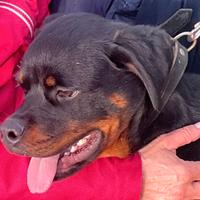 Rottweiler Cucciolo in Adozione