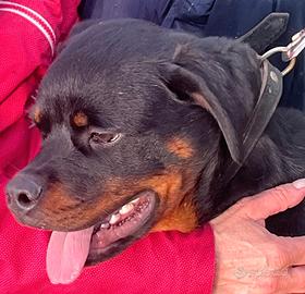 Rottweiler Cucciolo in Adozione