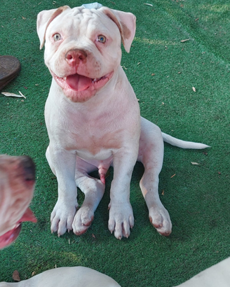 Bulldog americano