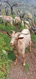 Becco samen