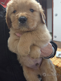 Cuccioli Golden Retriever
