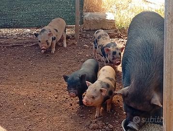 Mini pig